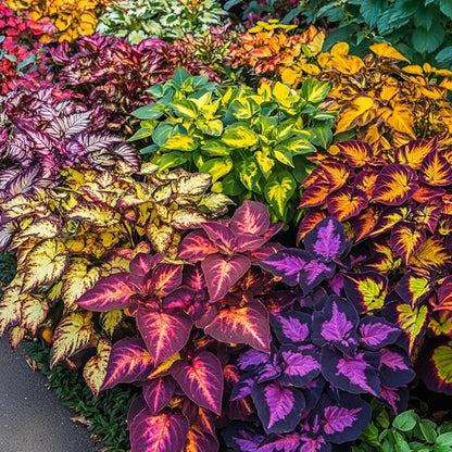 100pcs Rainbow Dragon Coleus Seeds for Planting, Vibrant Foliage, Easy to Grow, Perennial Shade Plant for Garden & Pots