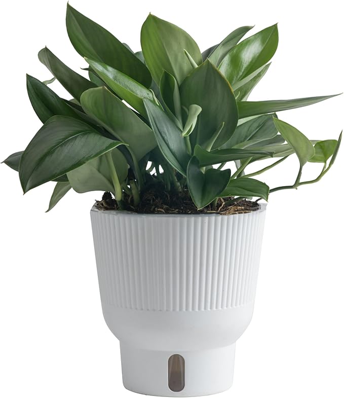 Costa Farms Live Indoor Trending Tropicals Sterling Silver Plant 15-Inches Tall, White Décor Pot