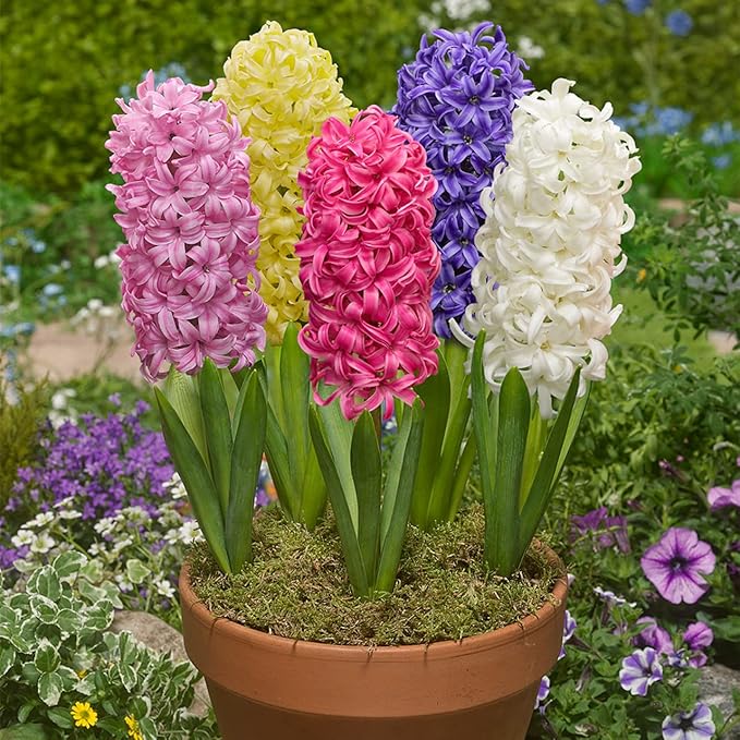 Hyacinth Mixed Bulbs - Perennial and Fragrant, Mix Hyacinths Bulbs for Planting | Long Lasting Beauty - Stunning Garden Display (20 Pack)