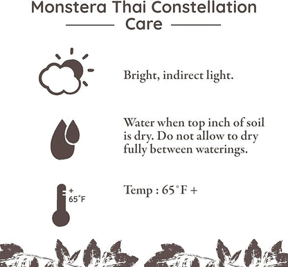 Wild Interiors Thai Constellation Green and Cream Monstera Live Plants in 5” Grower Pot