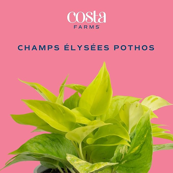 Costa Farms Champs Élysées Pothos Live Plant, Climbing or Trailing Indoor Houseplant | 12-Inches Tall | Trending Tropicals Collection | Self-Watering Pot | Easy Grow Plant for Home, Room Decor