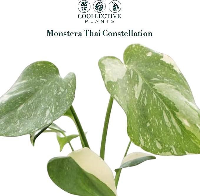 CoollectivePlants Monstera Thai Constellation – Live Plant in 2″ Grower’s Pot, Thai Constellation Monstera Live Plant, Easy Indoor House Plant