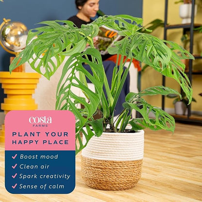 Costa Farms Monstera Esqueleto Live Plant | 2-3 Feet Tall | Large Tropical Houseplant in 10-Inch Plant Pot | Gift for Housewarming, Birthday | Perfect Decor for Home, Office, and Room