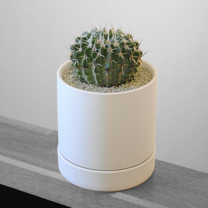 LA TERRA Soil for Succulents, Caudiciforms & Cacti, 3L (Medium Grain) Made in Japan– Nutrient-Enriched, Clean, No Mess, Reusable-Crystal Grain