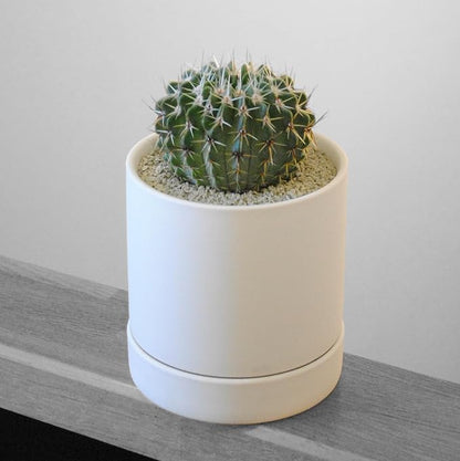 LA TERRA Soil for Succulents, Caudiciforms & Cacti, 3L (Medium Grain) Made in Japan– Nutrient-Enriched, Clean, No Mess, Reusable-Crystal Grain