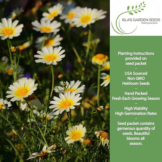Chrysanthemum Garland Daisy Yellow Crown Daisy Flower Seeds – 1500+ Non-GMO & Heirloom Seeds by Isla’s Garden Seeds (Glebionis coronaria), Edible Greens & Bright Blooms, Great Gardening Gift