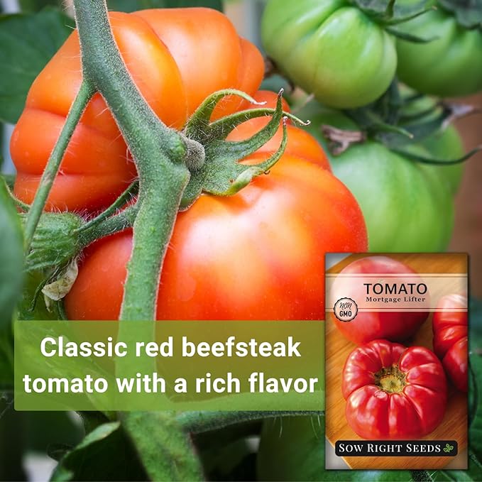 Sow Right Seeds - Mortgage Lifter Tomato Seeds for Planting - Meaty 1 to 2 lb Flavorful Fruits - Non-GMO Heirloom - Instructions to Plant a Home Vegetable Garden - Giant Beefsteak-Type