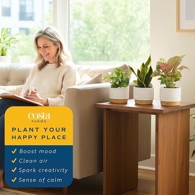 Costa Farms Live Indoor Plants in Decorative Pots, Easy to Maintain, Air Purifying Houseplants, Assorted Varieties, Room or Home Decor, House Warming Gift, 8-12 Inches Tall, Pack of 3