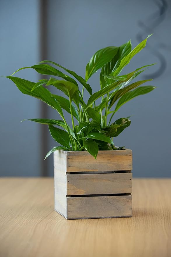 Wood Planter Box with Wine Crate Styled, 5 Inch Square, Rustic Barn Wood, Plastic Liner, Wedding Flowers Holder, Home and Venue Decor, (5x5 Wine Crate Set of 4)