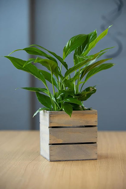 Wood Planter Box with Wine Crate Styled, 5 Inch Square, Rustic Barn Wood, Plastic Liner, Wedding Flowers Holder, Home and Venue Decor, (5x5 Wine Crate Set of 4)