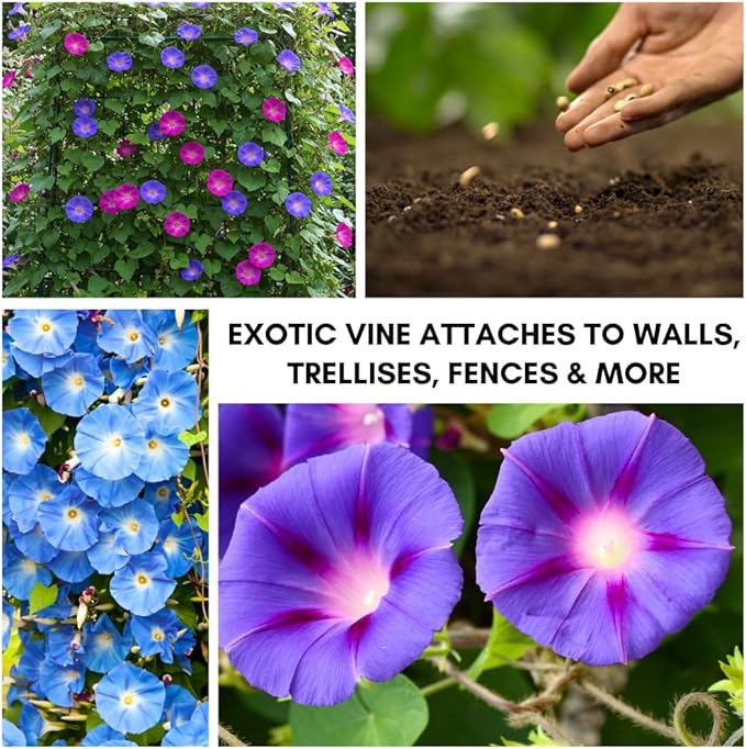 Mixed Color Tall Morning Glory Climbing Vine | 150 Seeds to Plant | Beautiful Flowering Vine. Vibrant Bright Blue, Pink & Purple Blooms | Fast-Growing