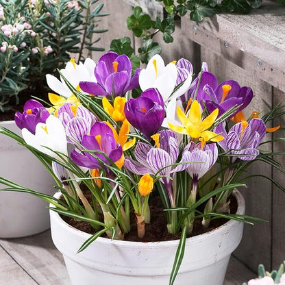 Dutch Bulbs Giant Crocus Bulb Mix, 100 Exclusive Flower Bulbs, Mix of 5 Varieties from Holland, Real Hardy and Perennial Crocus tubers/Flowers (no Seeds) for Garden, pots and Balcony