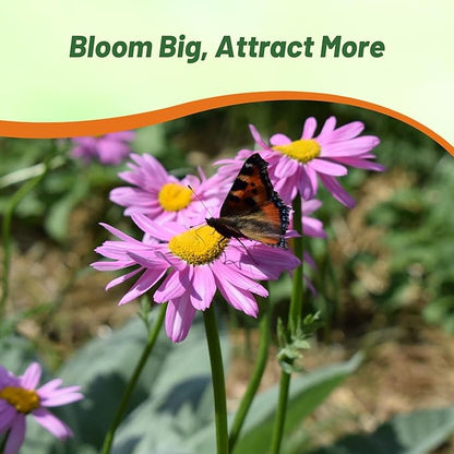 Outsidepride Robinson's Rose Chrysanthemum Seeds - 10000 Pcs. Perennial, Drought Tolerant Flower Seeds for Planting in Pollinator Gardens, Cut Flowers & Low Maintenance Landscaping