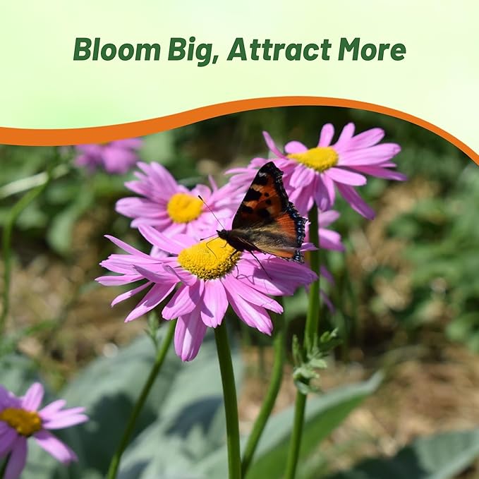 Outsidepride Robinson's Rose Chrysanthemum Seeds - 5000 Pcs. Perennial, Drought Tolerant Flower Seeds for Planting in Pollinator Gardens, Cut Flowers & Low Maintenance Landscaping