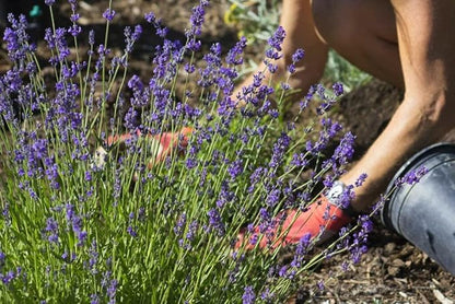 Gardenera Lavender Planting Mix - Promote Healthy Root Development and Aromatic Flowers - 4 QUARTS
