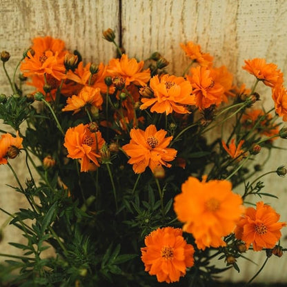 Dwarf Orange Sulphur Cosmos - 250 Seeds - Beautiful, Bright Orange Flowers, Great for Arrangements, Attracts Pollinators Non-GMO Cosmos Seeds for Planting in The Home Garden, Thresh Seed Company