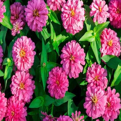 1000+ Marigold Seeds for Planting Seed Outdoors-Marigolds Seeds -Perennial Flower Seed Attracts Bees&Butterflies Fragrant Butterfly Outdoor Garden