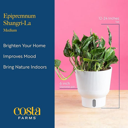Costa Farms Pothos Shangri-La Live Plant, Climbing Trailing Indoor Houseplant | 12-Inches Tall | Trending Tropicals Collection | Self-Watering Pot | Easy Grow Plant for Home, Room Decor