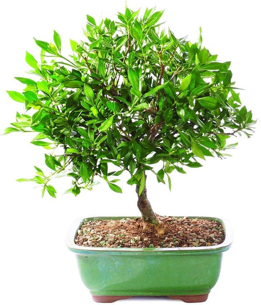 Brussel's Bonsai Live Satsuki Azalea Flowering Bonsai Tree - Small, 5 Years, 5 to 8 in - Outdoor Bonsai in Ceramic Bonsai Pot