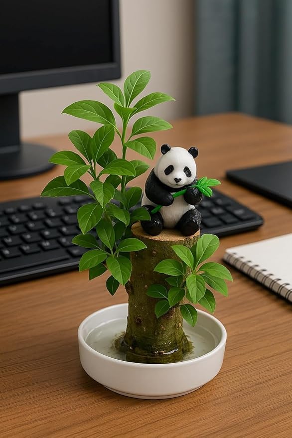 Brazilian Willow Wood Plant - Mini Brazil Lucky Wood Kit - Tray, Lucky Tree, Panda - Swelling Stage - About to Sprout, Brazilian Tree Housewarming - Office Desk Decor - Office Gift Exchange