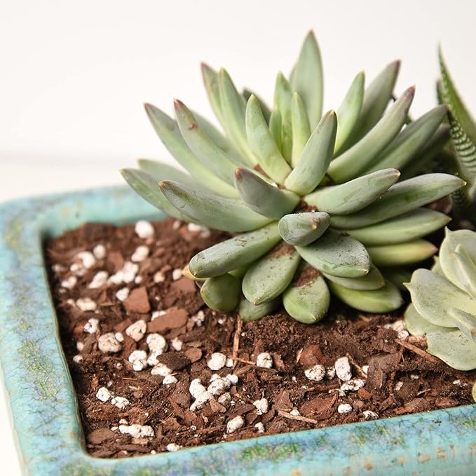Succulent & Cactus Soil Mix by Perfect Plants (1QT)