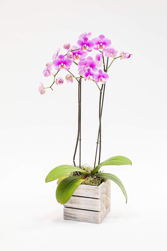 Wood Planter Box with Wine Crate Styled, 5 Inch Square, Whitewash, Plastic Liner, Garden Centerpiece Display, Wedding Flowers Holder, Home and Venue Decor (5x5 Wine Crate Set of 4, Whitewash)