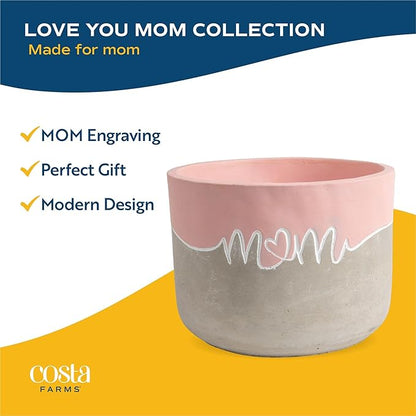 Costa Farms Live Indoor Philodendron Birkin Plant, Live Houseplant in Decor Planter, Trending Tropicals Collection, Great Mother's Day Gift, Tropical Décor, 12-Inches Tall