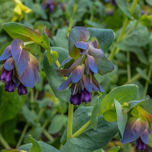 Outsidepride Cerinthe Major Honeywort Seeds - 100 Pcs. Annual, Self-Sowing & Easy to Grow, Flower Seeds for Planting, Vibrant Purple-Blue Tube-Like Blooms for Garden Beds, Borders & Container Displays