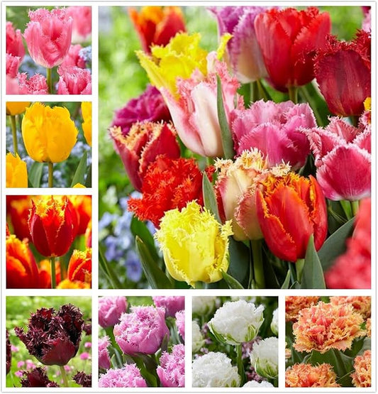 10PCS Rainbow Tulip Bulbs Fringed Mixture Tulips Flower Bulbs Fall Planting for Spring Blooms