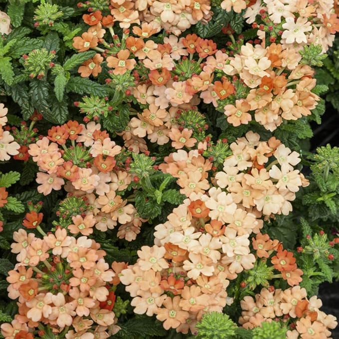 Outsidepride Apricot Verbena Seeds for Planting - 1000 Pcs. Annual, Drought Tolerant & Easy to Grow, Ground Cover with Fragrant & Vibrant Blooms for Window Boxes, Borders & Pollinator Gardens