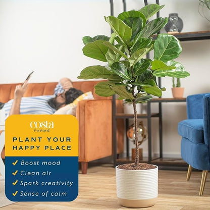 Costa Farms Fiddle Leaf Fig Tree, Ficus Lyrata Live Indoor Floor Houseplant in Decor Planter, Tropical Plant for Home Potted in Soil, Home and Office Decor, Housewarming Gift, 3-4 Feet Tall