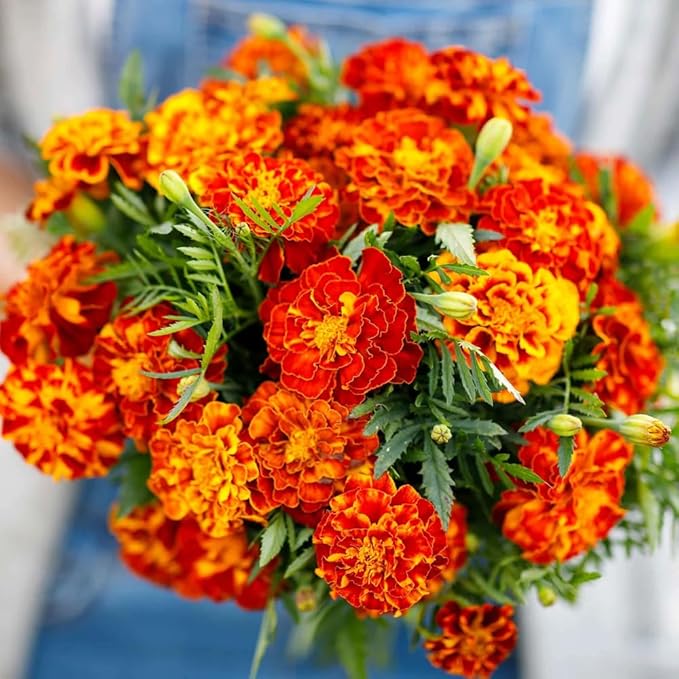 1000+ Marigold Seeds for Planting Seed Outdoors-Marigolds Seeds -Perennial Flower Seed Attracts Bees&Butterflies Fragrant Butterfly Outdoor Garden