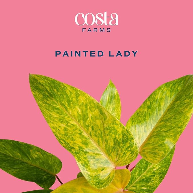 Costa Farms Painted Lady Live Plant, Rare Unique Indoor Houseplant Potted in Indoors Garden Plant Pot, Living Room Home Decor, Trending Tropicals Collection, 1 Foot Tall
