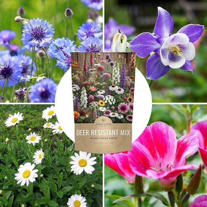 Deer Resistant Wildflower Seed Mixture - Bulk 1/4 Pound Bag - Over 60,000 Deer Tolerant Seeds - Open Pollinated and Non GMO