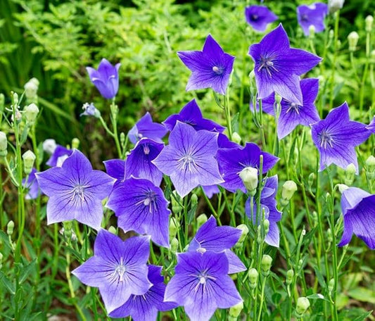 1400 Balloon Flower Seeds- Toraji - Chinese Bell Flower Seeds - Roots are Edible.