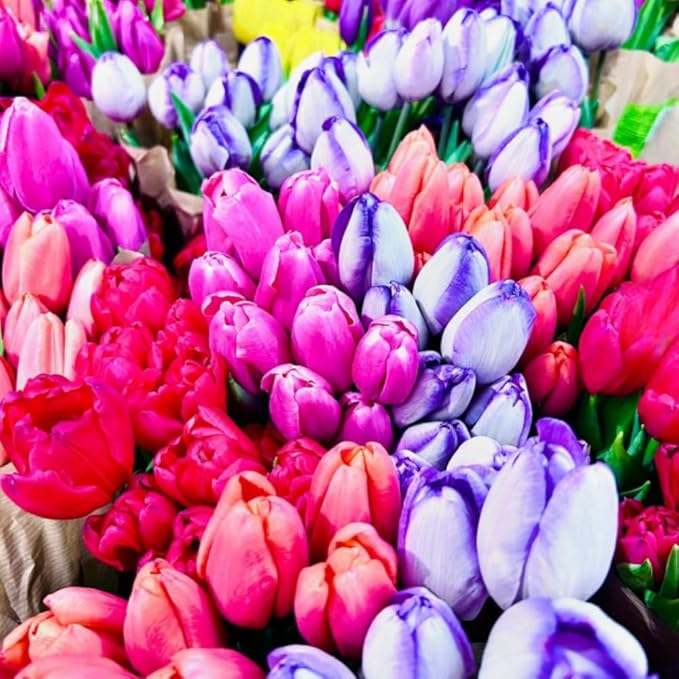 30 Top Size Tulip Bulbs for Fall Planting, Mixed Tulip Flower Bulbs, Bulk Pack of Colorful Tulips for Spring Blooms, Grow Flowerbeds, Fresh Harvest