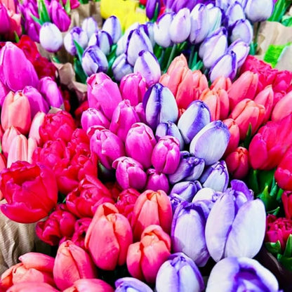 30 Top Size Tulip Bulbs for Fall Planting, Mixed Tulip Flower Bulbs, Bulk Pack of Colorful Tulips for Spring Blooms, Grow Flowerbeds, Fresh Harvest