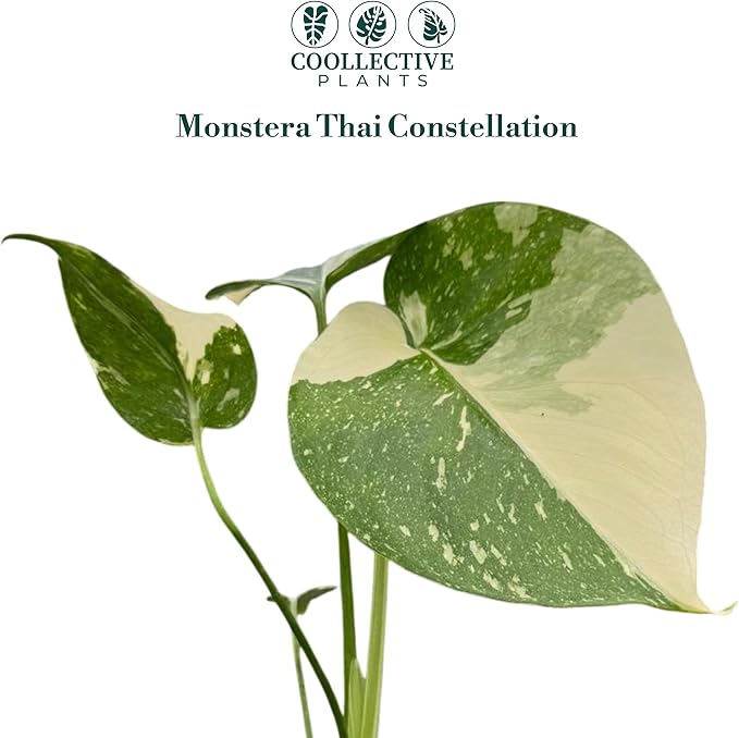 CoollectivePlants Monstera Thai Constellation – Rare Thai Constellation Monstera Live Plant in 4″ Grower’s Pot, Live Indoor House Plants, Low Maintenance Houseplant