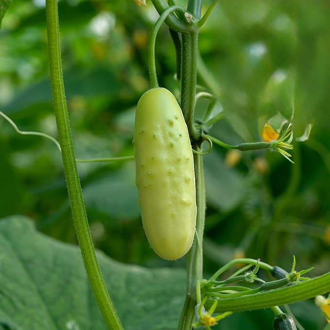 Banyan Botanicals Organic Cucumber Seeds – Heirloom Poona Khera (Cucumis Sativus) Seeds –Tender & Crisp for Eating or Pickling – 30 Count – Open Pollinated Non-GMO Easy-to-Grow