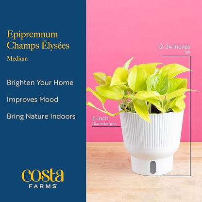 Costa Farms Champs Élysées Pothos Live Plant, Climbing or Trailing Indoor Houseplant | 12-Inches Tall | Trending Tropicals Collection | Self-Watering Pot | Easy Grow Plant for Home, Room Decor