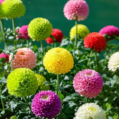 Ping Pong Chrysanthemum Flower Seeds – 500pcs Mixed Colors – Non-GMO Perennial Blooms for Garden & Home Decoration