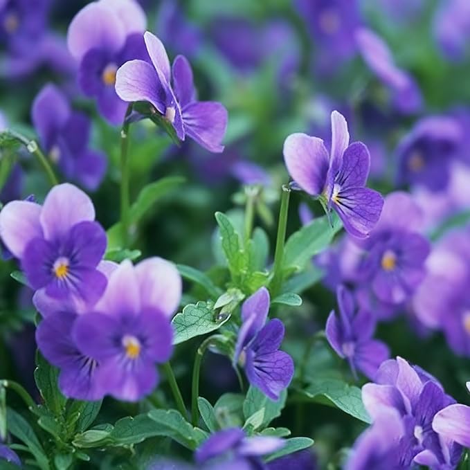 300+ Violet Flower Seeds for Planting, Mixed Color Matthiola Seed, Perennial Flower Plants, Non-GMO Violet Seeds for Garden Home Heirloom Plant