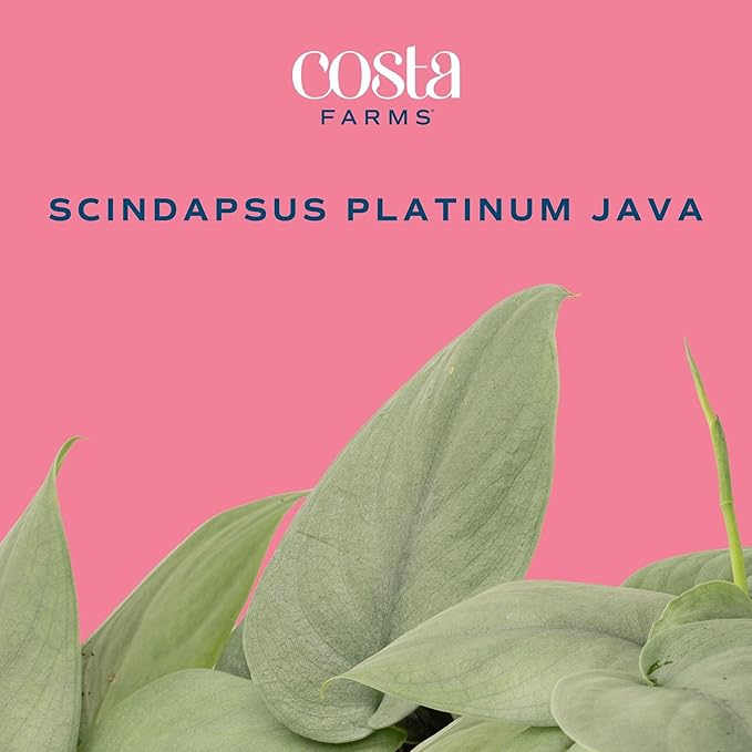 Costa Farms Scindapsus Platinum Java Live Plant, Climbing Trailing Indoor Houseplant | 12-Inches Tall | Trending Tropicals Collection | Self-Watering Pot | Easy Grow Plant for Home, Room Decor