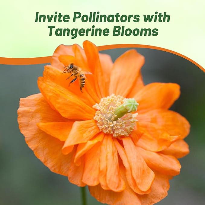 Outsidepride Double Tangerine Gem Poppy Seeds for Planting - 500 Pcs Perennial, Drought-Tolerant & Easy to Grow Wildflower Seeds with Vibrant Orange Blooms for Landscaping, & Pollinator Garden