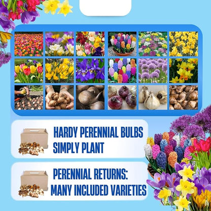 30 Mix Flower Bulbs, Assorted Bulbs for Planting, Mixed Tulips, Daffodils, Hyacinths, Allium & Iris - Colorful Hardy Perennial Flower Bulb Bulk for Spring Blooms, Fall Planting in Gardens, Borders