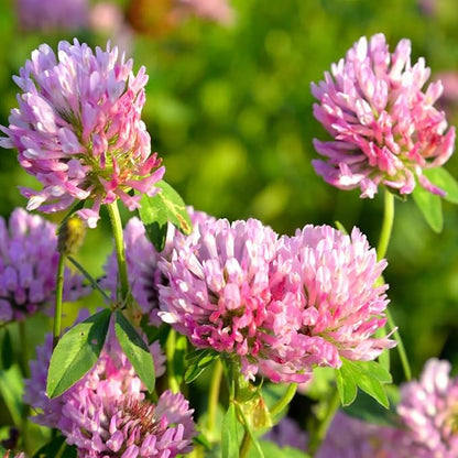 Todd's Seeds Red Clover Seeds, Non-GMO, Chemical Free, High Germination (One Pound)