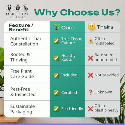 CoollectivePlants Monstera Thai Constellation – Live Plant in 2″ Grower’s Pot, Easy Indoor Houseplant, Thai Constellation Monstera, Includes UniHeat Pack for Winter Protection