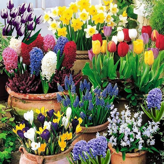 50 Mixed Flower Bulbs for Fall Planting, Earliest Spring Blooms, 50 Days Blooms Vibrant Colorful, Random Varieties, Cold Hardy, Top Size Bulb for Easy Care, Flowerbeds