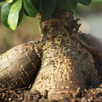 Brussel's Bonsai Live Ginseng Grafted Ficus Indoor Bonsai Tree - Medium, 6 Year, 8 to 12 In - Live Bonsai Tree in Ceramic Bonsai Pot and Humidity Tray