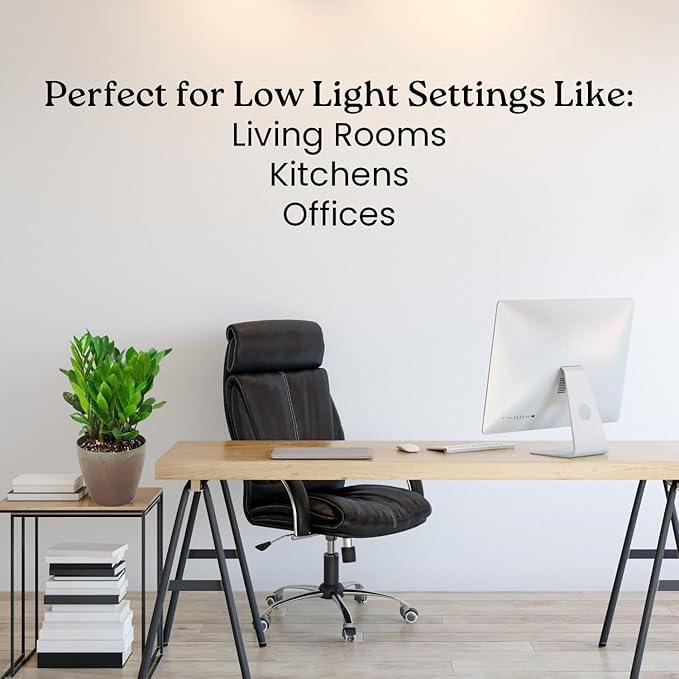 ZZ Plant Live Houseplant – Zamioculcas Zamiifolia in 6-Inch Nursery Pot – Easy Care Indoor Plant for Low Light – Air Purifying, Drought Tolerant – Overall Height 14" to 18"